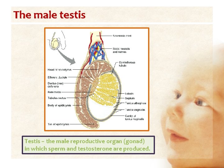 The male testis Testis – the male reproductive organ (gonad) in which sperm and