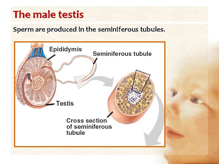 The male testis Sperm are produced in the seminiferous tubules. 