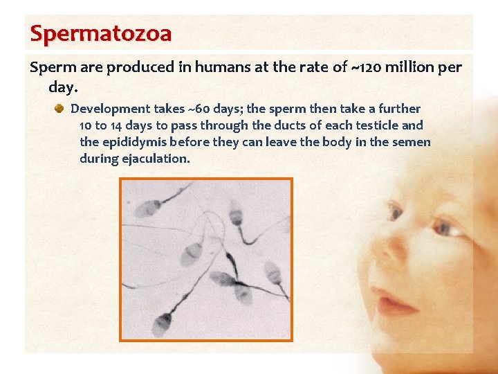 Spermatozoa Sperm are produced in humans at the rate of ~120 million per day.