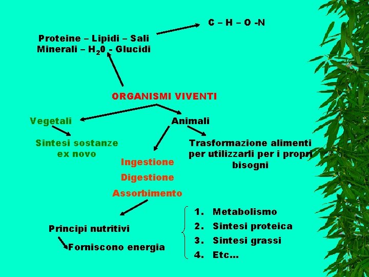C – H – O -N Proteine – Lipidi – Sali Minerali – H