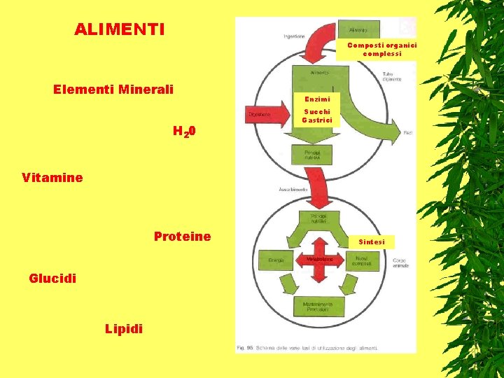 ALIMENTI Composti organici complessi Elementi Minerali H 20 Enzimi Succhi Gastrici Vitamine Proteine Glucidi