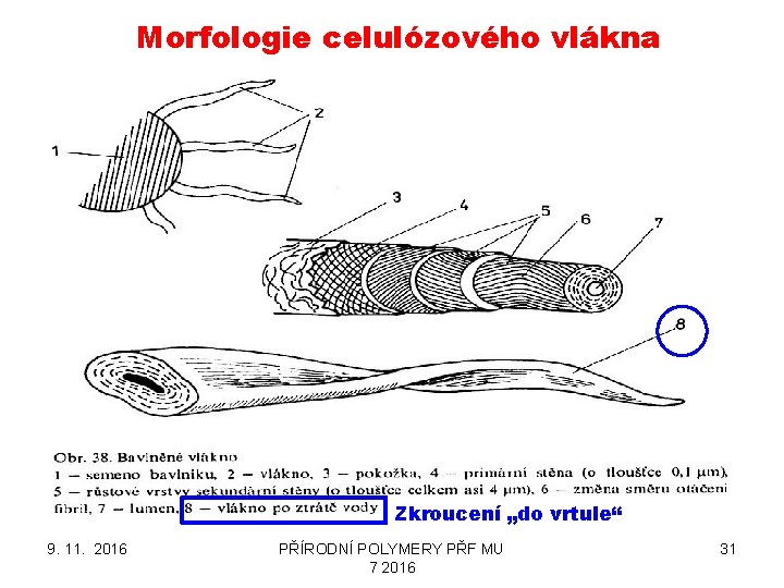 Morfologie celulózového vlákna Zkroucení „do vrtule“ 9. 11. 2016 PŘÍRODNÍ POLYMERY PŘF MU 7