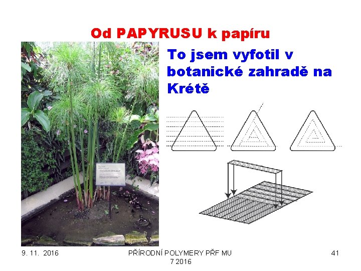 Od PAPYRUSU k papíru To jsem vyfotil v botanické zahradě na Krétě 9. 11.