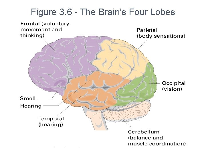 Figure 3. 6 - The Brain’s Four Lobes 