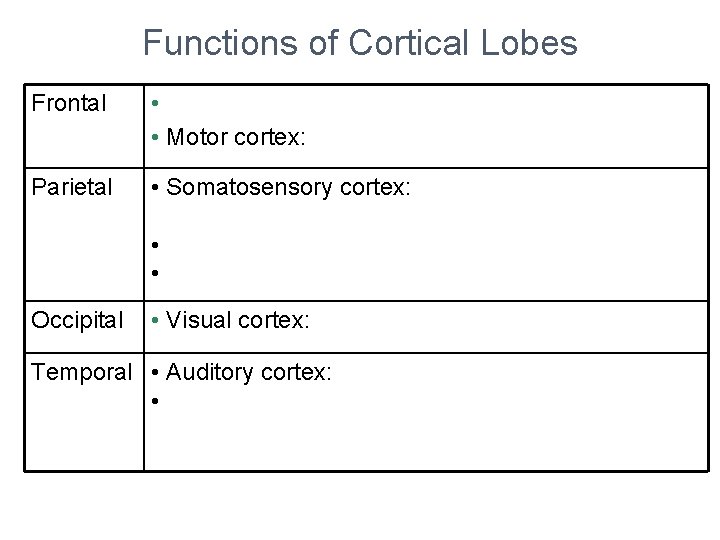 Functions of Cortical Lobes Frontal • • Motor cortex: Parietal • Somatosensory cortex: •