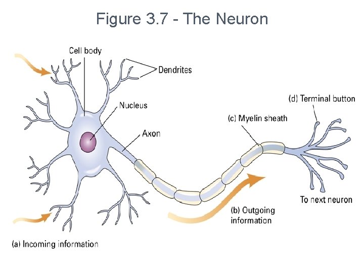 Figure 3. 7 - The Neuron 