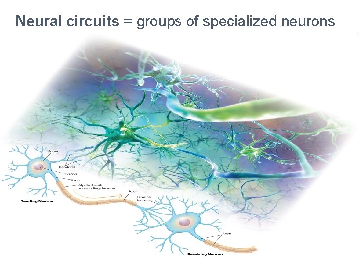 Neural circuits = groups of specialized neurons 
