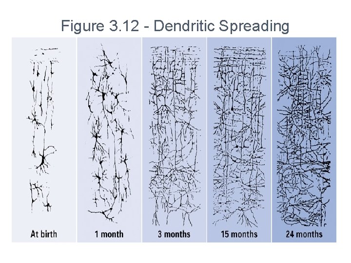 Figure 3. 12 - Dendritic Spreading 