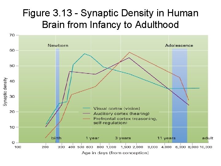 Figure 3. 13 - Synaptic Density in Human Brain from Infancy to Adulthood 