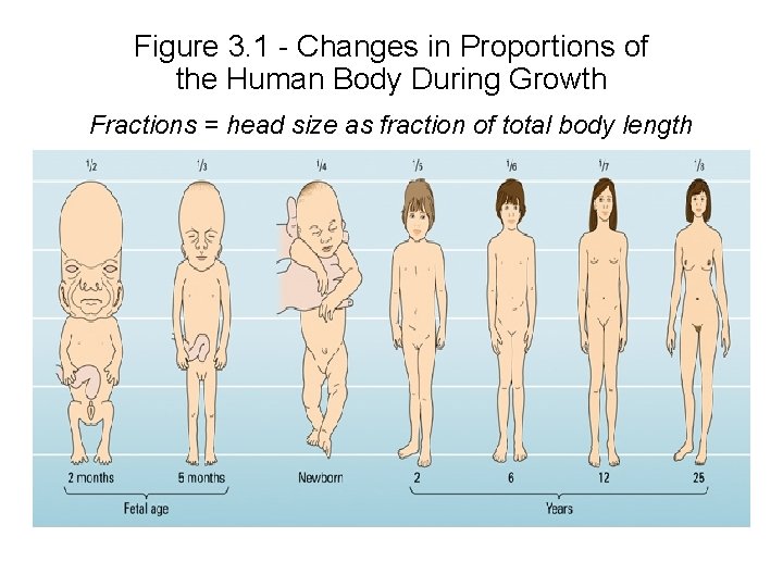 Figure 3. 1 - Changes in Proportions of the Human Body During Growth Fractions