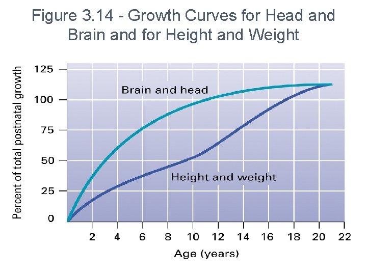 Figure 3. 14 - Growth Curves for Head and Brain and for Height and