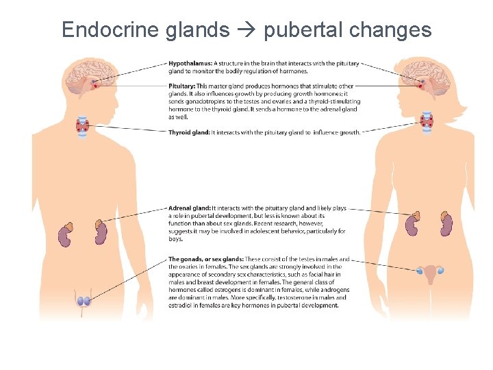 Endocrine glands pubertal changes 