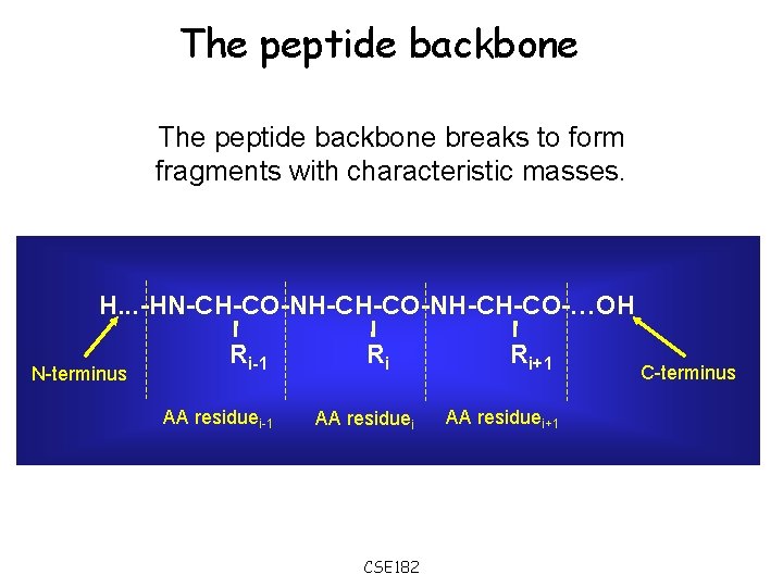 The peptide backbone breaks to form fragments with characteristic masses. H. . . -HN-CH-CO-NH-CH-CO-…OH