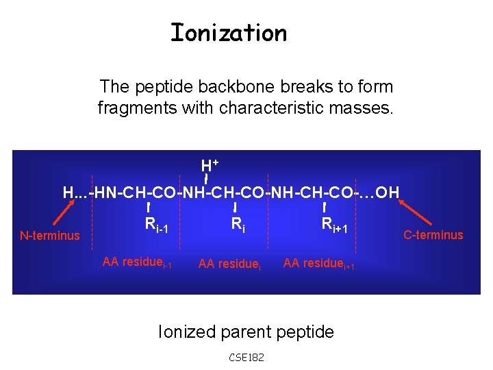 Ionization The peptide backbone breaks to form fragments with characteristic masses. H+ H. .