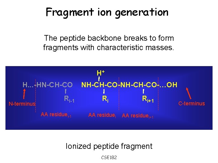 Fragment ion generation The peptide backbone breaks to form fragments with characteristic masses. H+