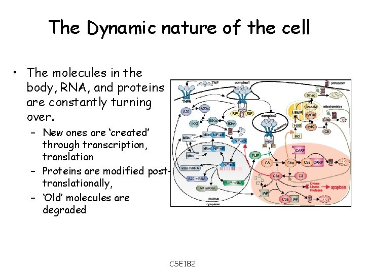 The Dynamic nature of the cell • The molecules in the body, RNA, and