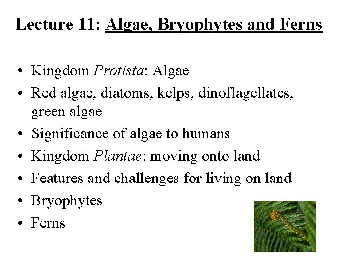 Lecture 11: Algae, Bryophytes and Ferns • Kingdom Protista: Algae • Red algae, diatoms,