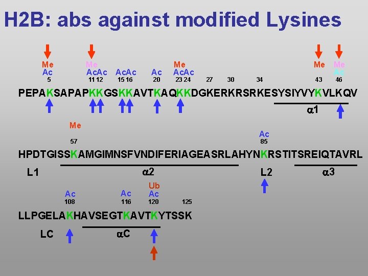 H 2 B: abs against modified Lysines Me Ac. Ac Me Ac 5 11