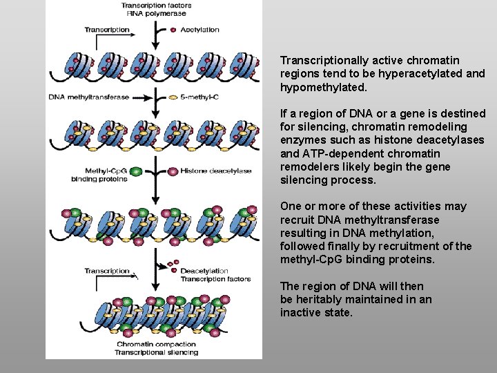 Transcriptionally active chromatin regions tend to be hyperacetylated and hypomethylated. If a region of