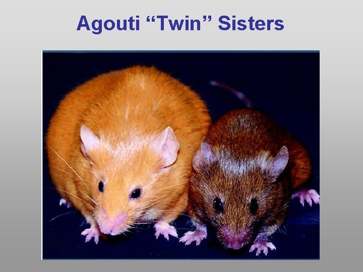 Agouti “Twin” Sisters 