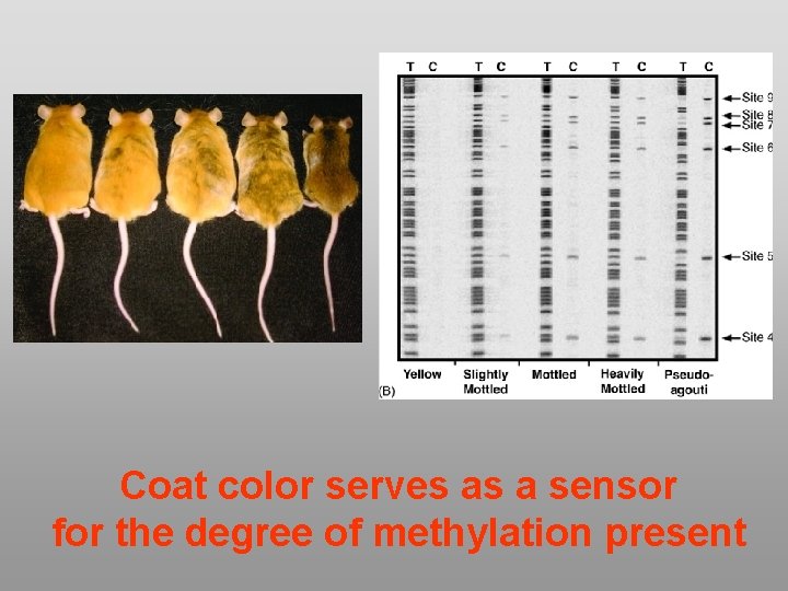Coat color serves as a sensor for the degree of methylation present 
