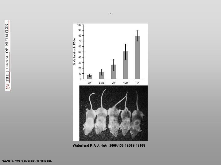 . Waterland R A J. Nutr. 2006; 136: 1706 S-1710 S © 2006 by