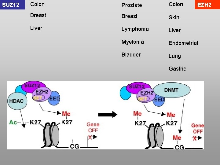 SUZ 12 Colon Prostate Colon Breast Skin Liver Lymphoma Liver Myeloma Endometrial Bladder Lung