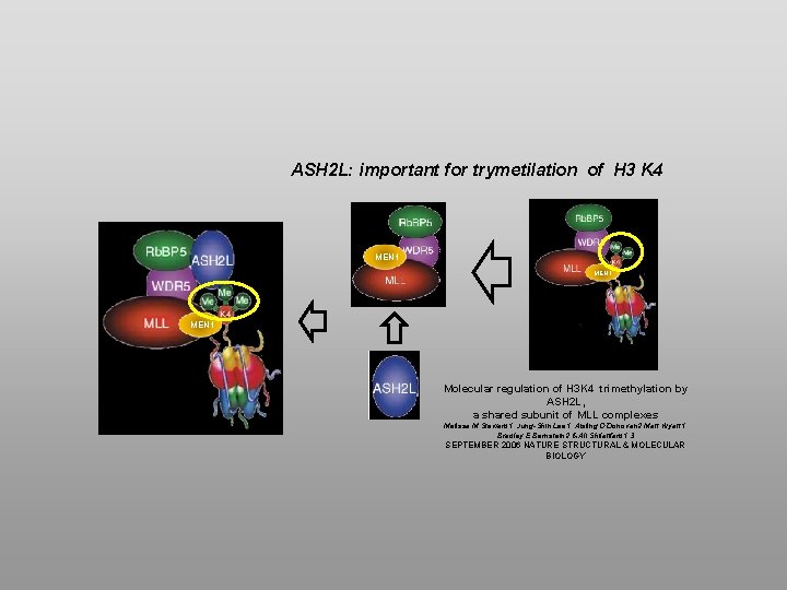 ASH 2 L: important for trymetilation of H 3 K 4 MEN 1 Molecular