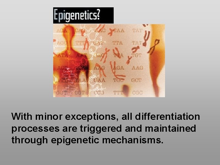 With minor exceptions, all differentiation processes are triggered and maintained through epigenetic mechanisms. 