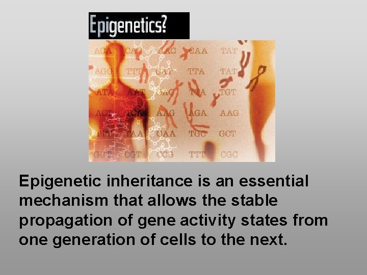 Epigenetic inheritance is an essential mechanism that allows the stable propagation of gene activity