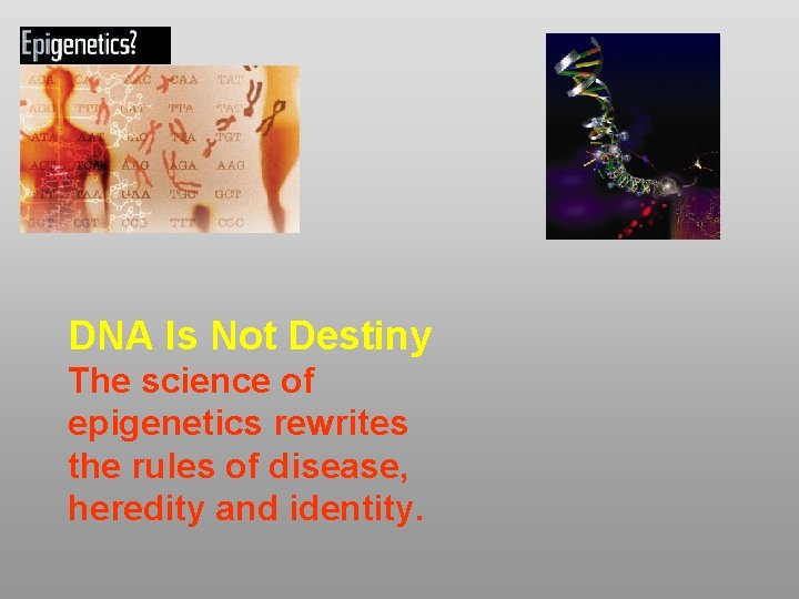 DNA Is Not Destiny The science of epigenetics rewrites the rules of disease, heredity