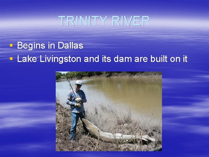 TRINITY RIVER § Begins in Dallas § Lake Livingston and its dam are built