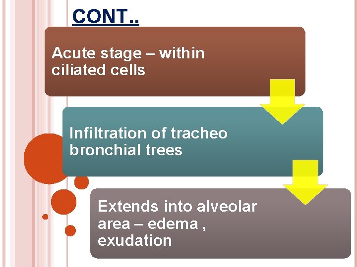 CONT. . Acute stage – within ciliated cells Infiltration of tracheo bronchial trees Extends