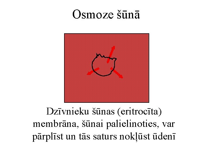 Osmoze šūnā Dzīvnieku šūnas (eritrocīta) membrāna, šūnai palielinoties, var pārplīst un tās saturs nokļūst