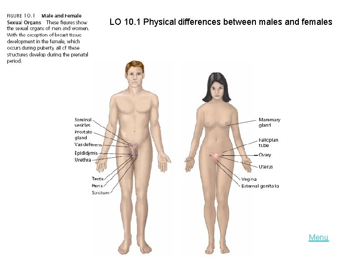 LO 10. 1 Physical differences between males and females Menu 