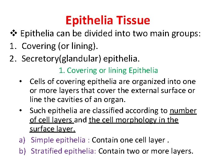 Epithelia Tissue v Epithelia can be divided into two main groups: 1. Covering (or