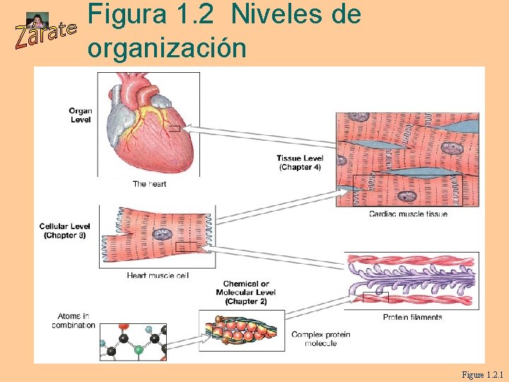 Figura 1. 2 Niveles de organización Figure 1. 2. 1 