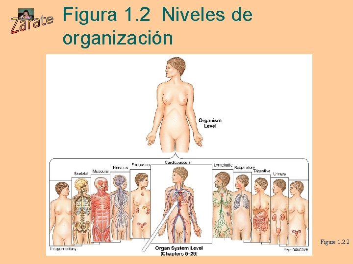 Figura 1. 2 Niveles de organización Figure 1. 2. 2 