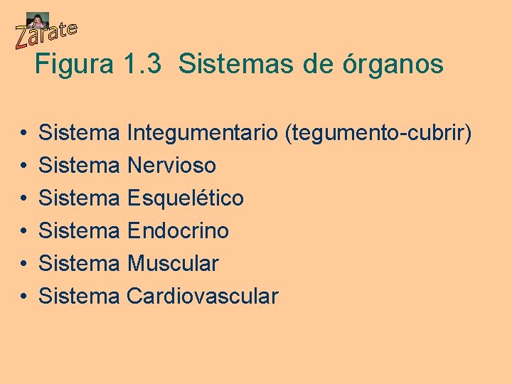 Figura 1. 3 Sistemas de órganos • • • Sistema Integumentario (tegumento-cubrir) Sistema Nervioso