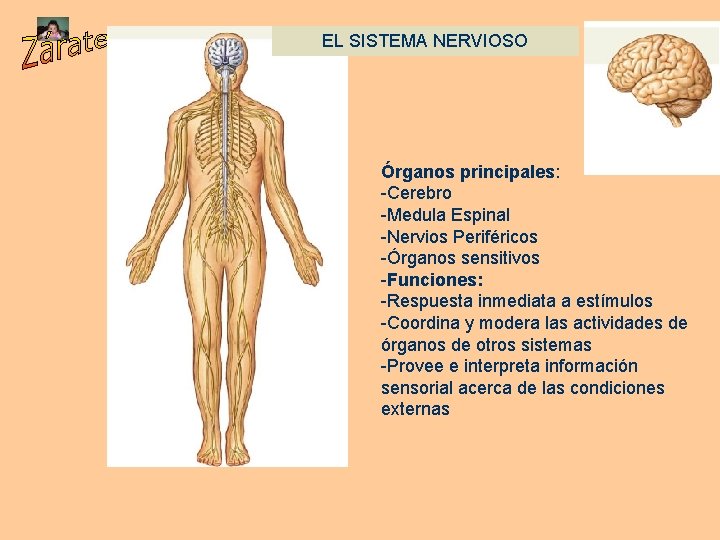 EL SISTEMA NERVIOSO Órganos principales: -Cerebro -Medula Espinal -Nervios Periféricos -Órganos sensitivos -Funciones: -Respuesta