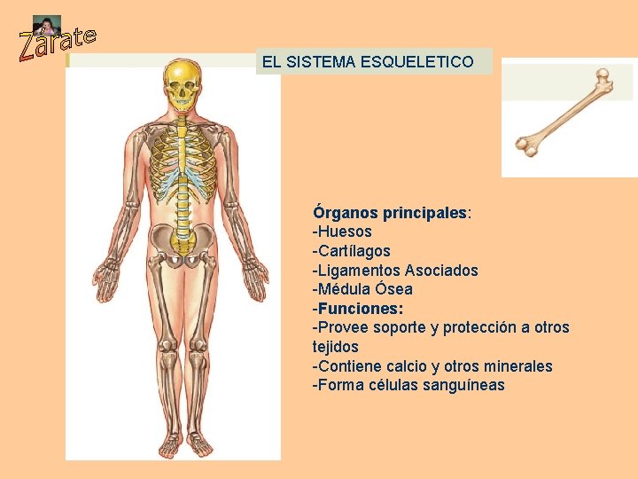 EL SISTEMA ESQUELETICO Órganos principales: -Huesos -Cartílagos -Ligamentos Asociados -Médula Ósea -Funciones: -Provee soporte