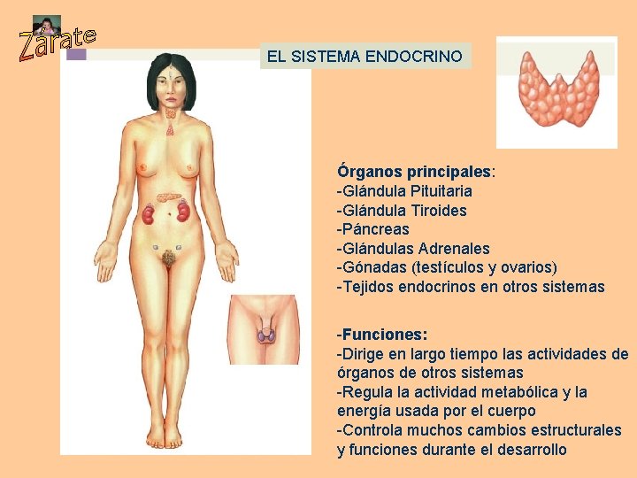 EL SISTEMA ENDOCRINO Órganos principales: -Glándula Pituitaria -Glándula Tiroides -Páncreas -Glándulas Adrenales -Gónadas (testículos