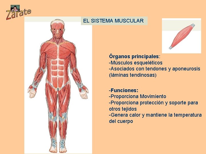 EL SISTEMA MUSCULAR Órganos principales: -Músculos esqueléticos -Asociados con tendones y aponeurosis (láminas tendinosas)