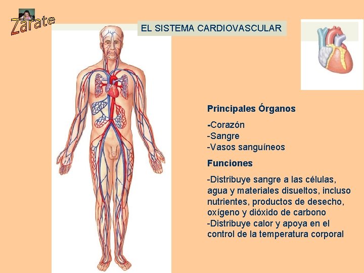 EL SISTEMA CARDIOVASCULAR Principales Órganos -Corazón -Sangre -Vasos sanguíneos Funciones -Distribuye sangre a las
