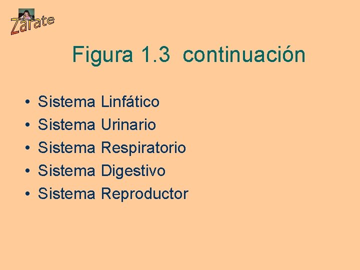Figura 1. 3 continuación • • • Sistema Linfático Sistema Urinario Sistema Respiratorio Sistema