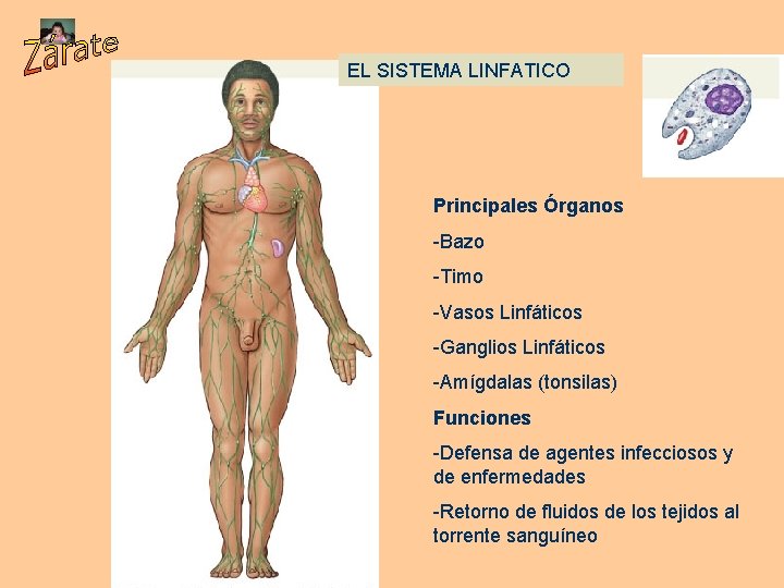 EL SISTEMA LINFATICO Principales Órganos -Bazo -Timo -Vasos Linfáticos -Ganglios Linfáticos -Amígdalas (tonsilas) Funciones