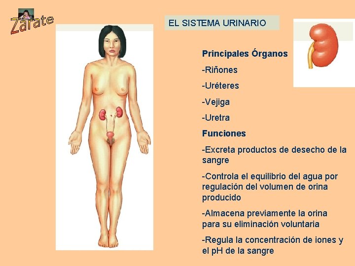 EL SISTEMA URINARIO Principales Órganos -Riñones -Uréteres -Vejiga -Uretra Funciones -Excreta productos de desecho