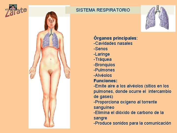 SISTEMA RESPIRATORIO Órganos principales: -Cavidades nasales -Senos -Laringe -Tráquea -Bronquios -Pulmones -Alvéolos Funciones: -Emite