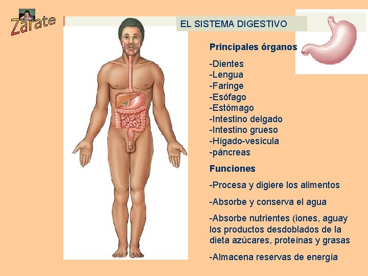 EL SISTEMA DIGESTIVO Principales órganos -Dientes -Lengua -Faringe -Esófago -Estómago -Intestino delgado -Intestino grueso