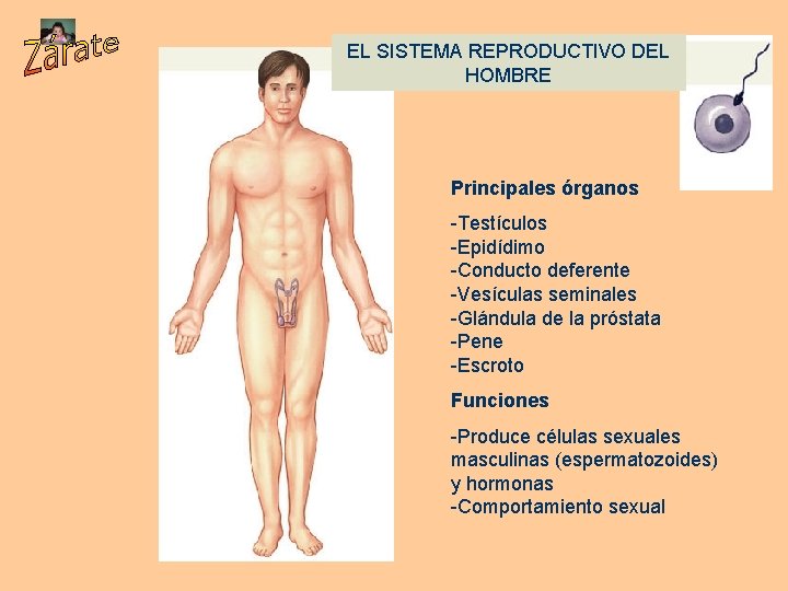 EL SISTEMA REPRODUCTIVO DEL HOMBRE Principales órganos -Testículos -Epidídimo -Conducto deferente -Vesículas seminales -Glándula